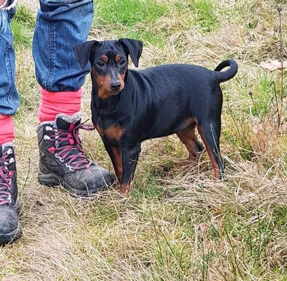 Les Pinscher nain de l'affixe du Moulin de Bonneval