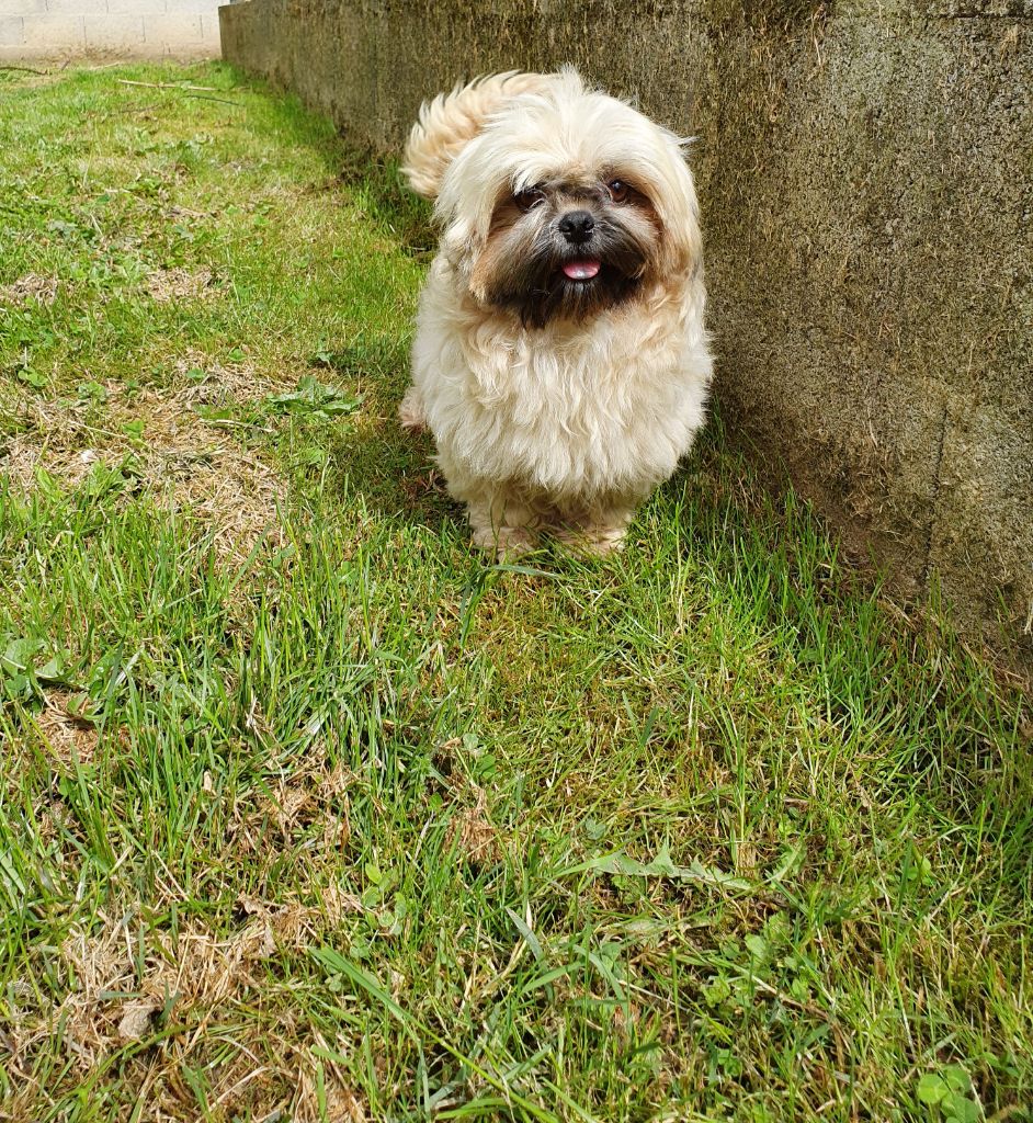 Ollie du Moulin de Bonneval