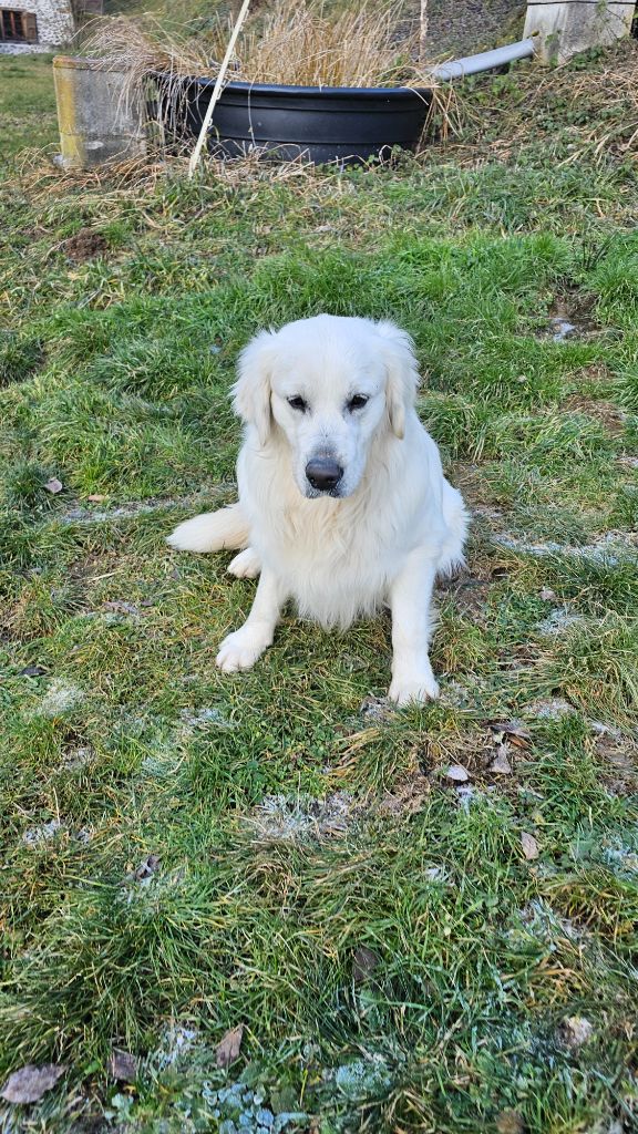 Les Golden Retriever de l'affixe du Moulin de Bonneval