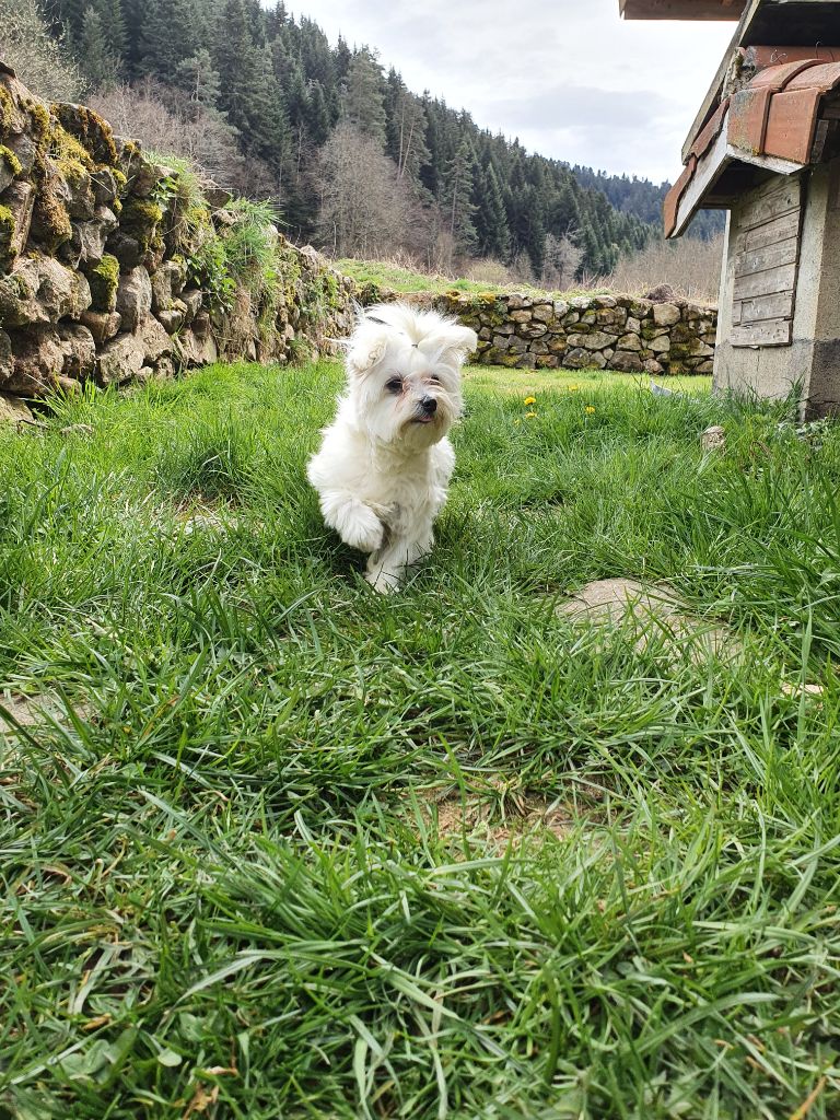 Rizette du Moulin de la Terrasse