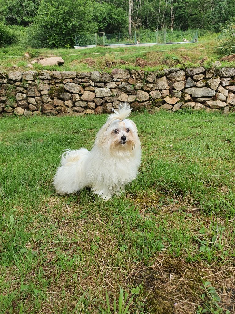 Rony du Moulin de la Terrasse