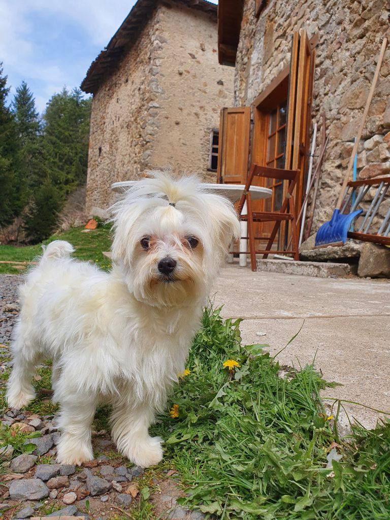 Rizette du Moulin de la Terrasse