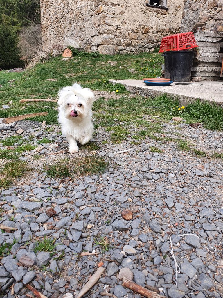 Rizette du Moulin de la Terrasse