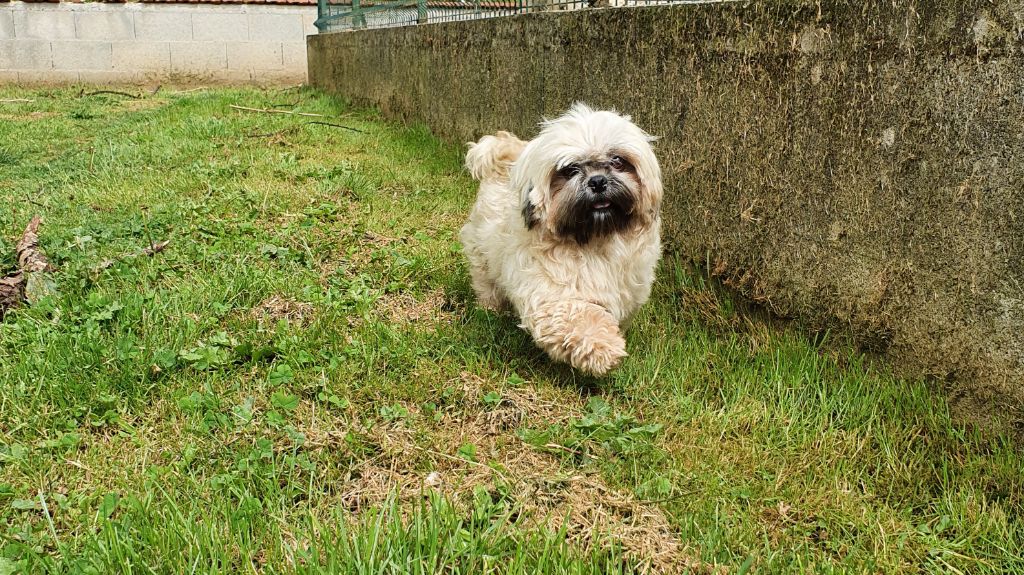 Ollie du Moulin de Bonneval