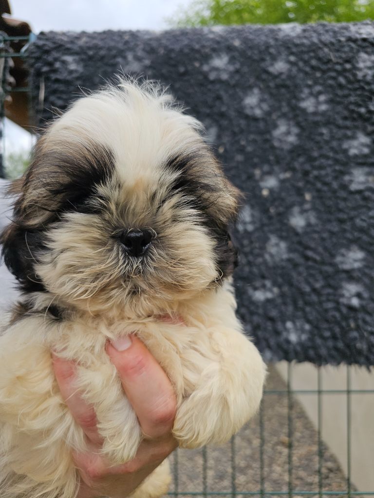 du Moulin de Bonneval - Chiot disponible  - Shih Tzu