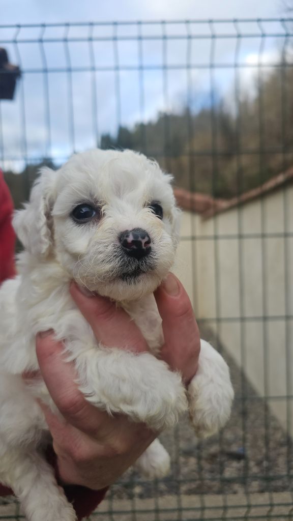 du Moulin de Bonneval - Chiot disponible  - Bichon Frise