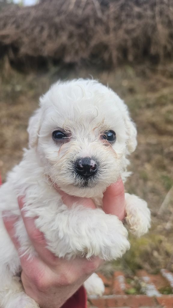 du Moulin de Bonneval - Chiot disponible  - Bichon Frise