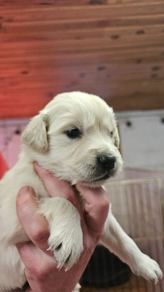 du Moulin de Bonneval - Chiot disponible  - Golden Retriever