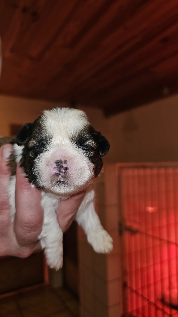 du Moulin de Bonneval - Chiot disponible  - Shih Tzu