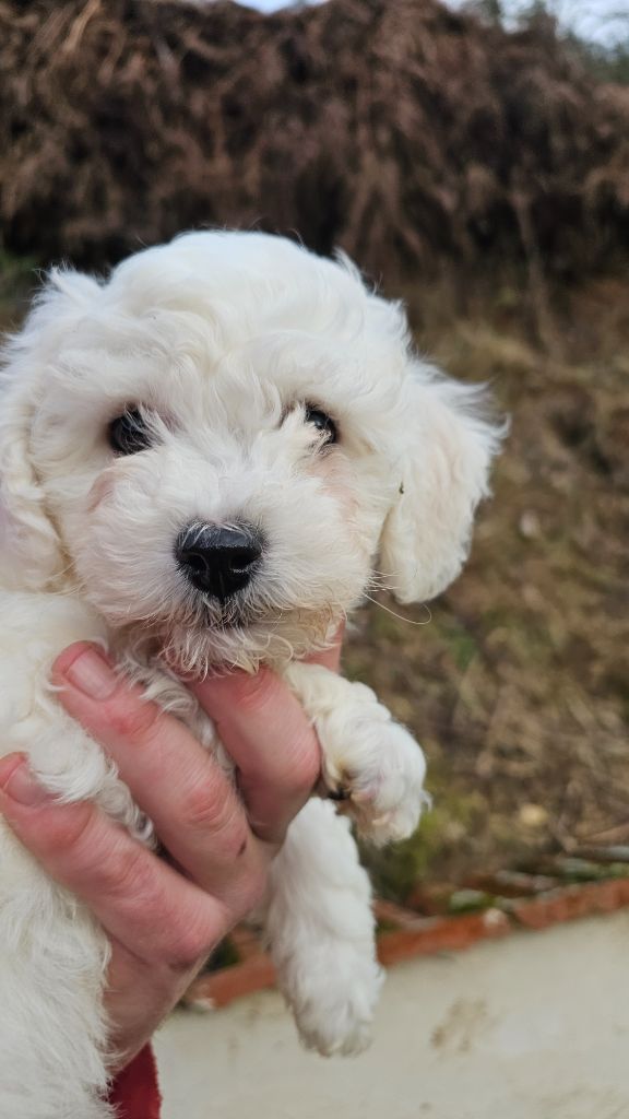 du Moulin de Bonneval - Chiot disponible  - Bichon Frise