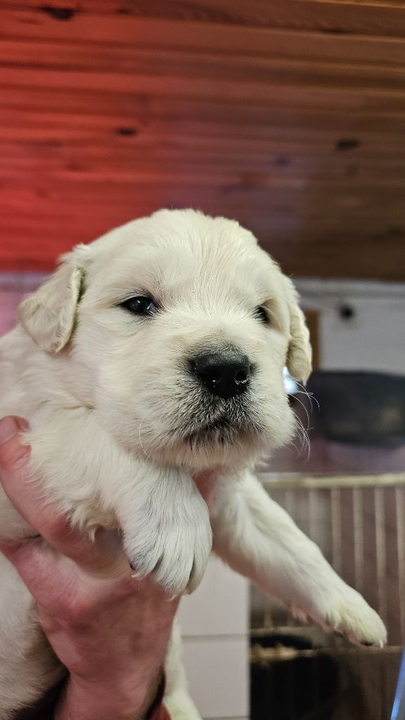 du Moulin de Bonneval - Chiot disponible  - Golden Retriever