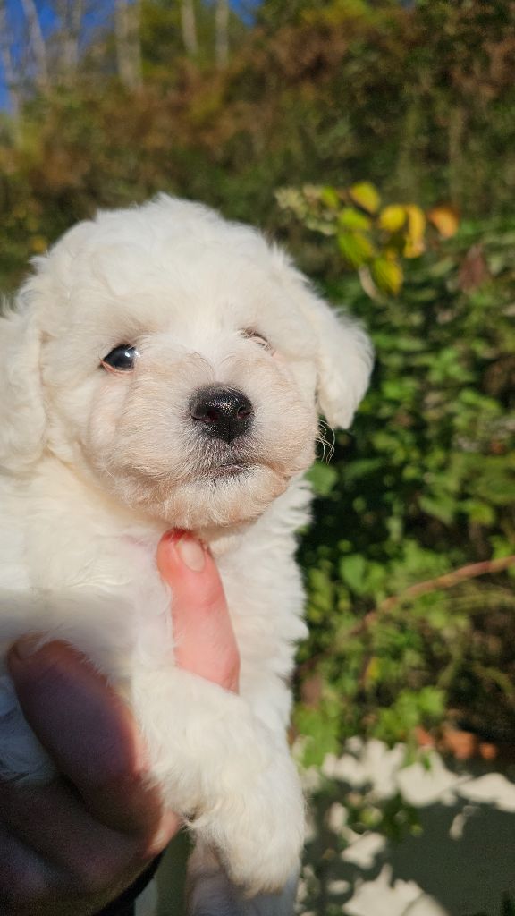 du Moulin de Bonneval - Chiot disponible  - Bichon Frise