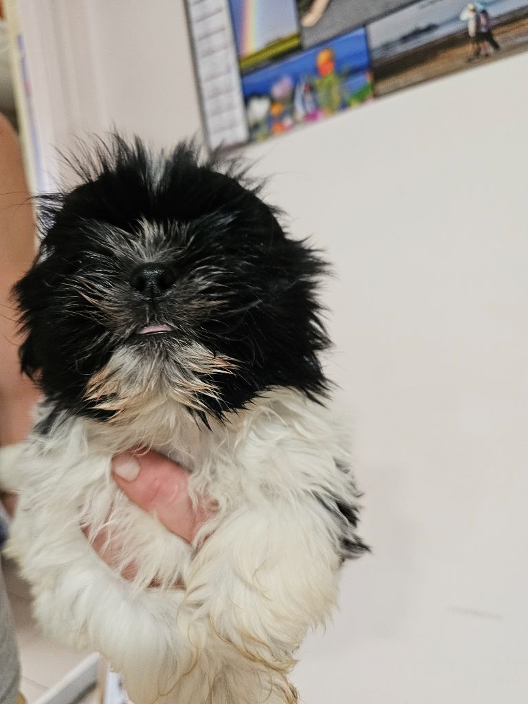 du Moulin de Bonneval - Chiot disponible  - Shih Tzu