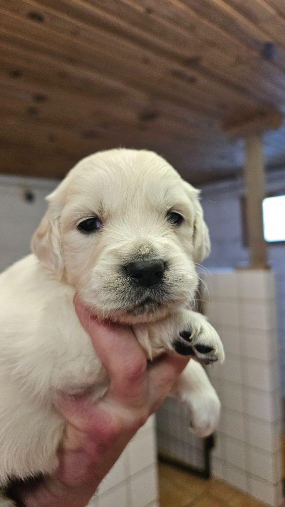 du Moulin de Bonneval - Chiot disponible  - Golden Retriever