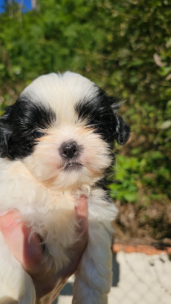 du Moulin de Bonneval - Chiot disponible  - Shih Tzu