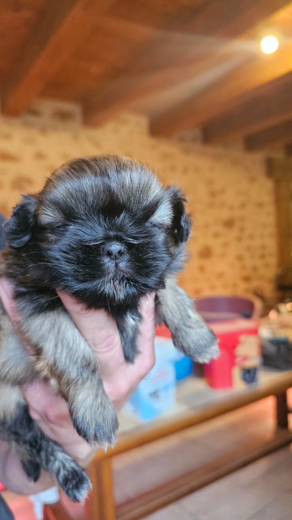 du Moulin de Bonneval - Chiot disponible  - Shih Tzu