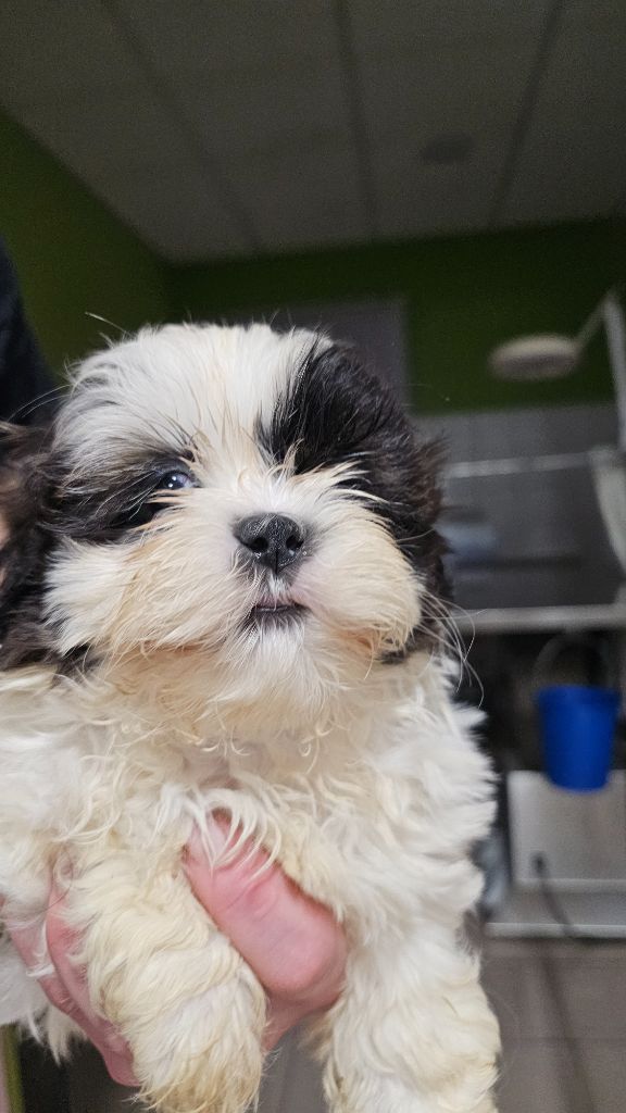 du Moulin de Bonneval - Chiot disponible  - Shih Tzu