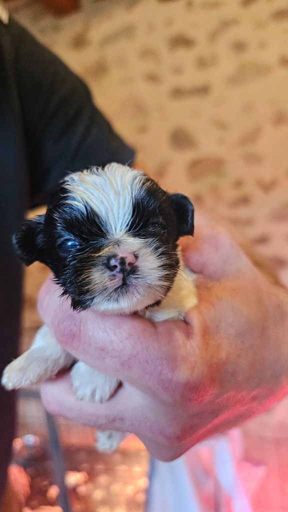 du Moulin de Bonneval - Chiot disponible  - Shih Tzu