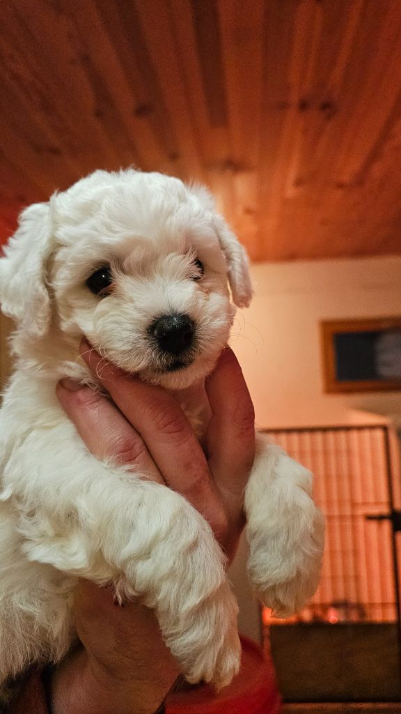 du Moulin de Bonneval - Chiot disponible  - Bichon Frise