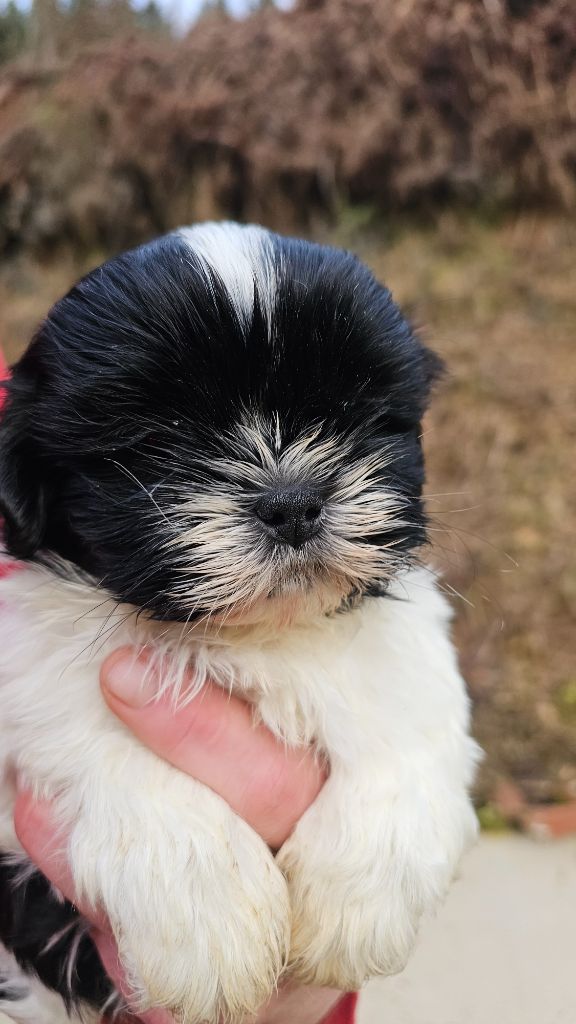 du Moulin de Bonneval - Chiot disponible  - Shih Tzu