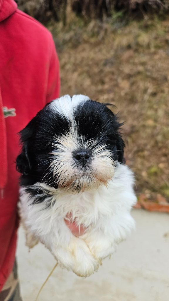 du Moulin de Bonneval - Chiot disponible  - Shih Tzu