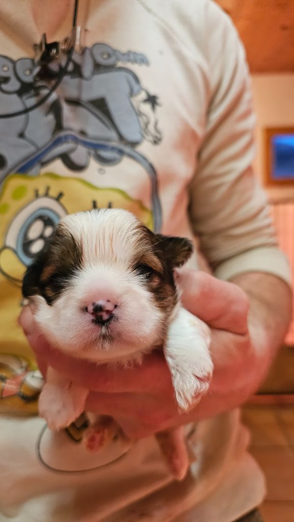 du Moulin de Bonneval - Chiot disponible  - Shih Tzu