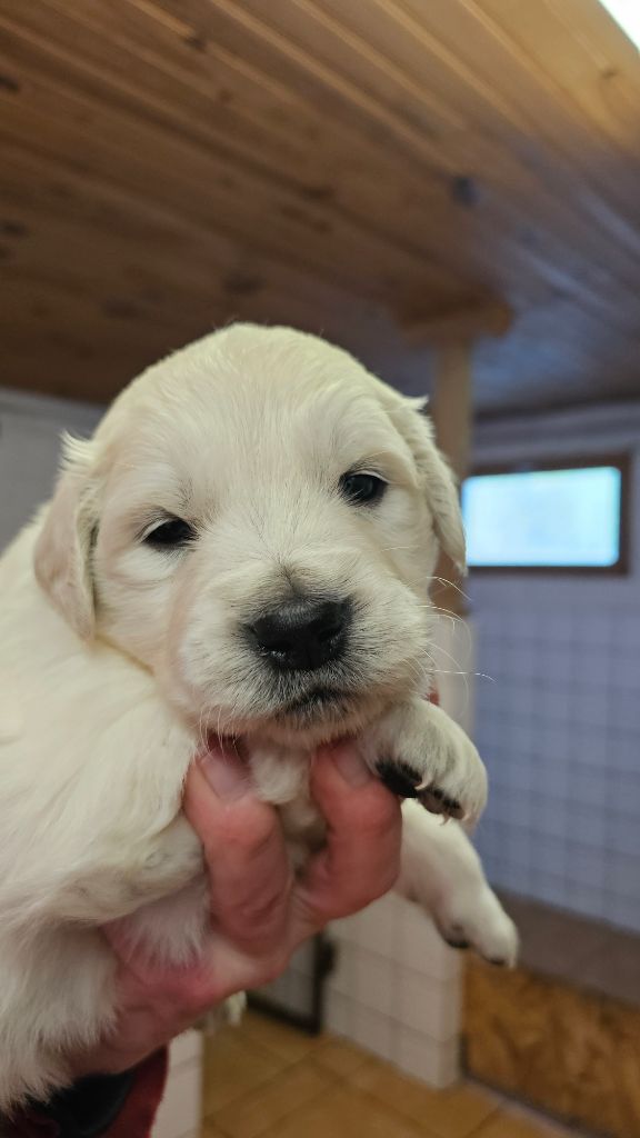 du Moulin de Bonneval - Chiot disponible  - Golden Retriever