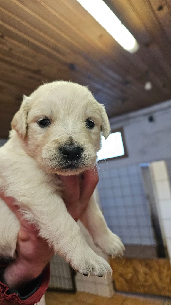 du Moulin de Bonneval - Chiot disponible  - Golden Retriever