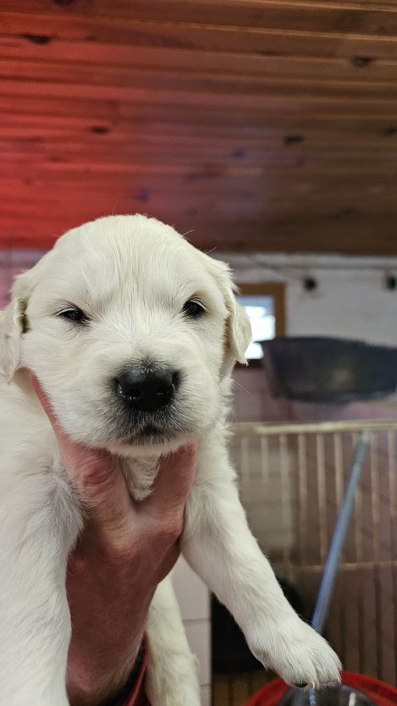 du Moulin de Bonneval - Chiot disponible  - Golden Retriever