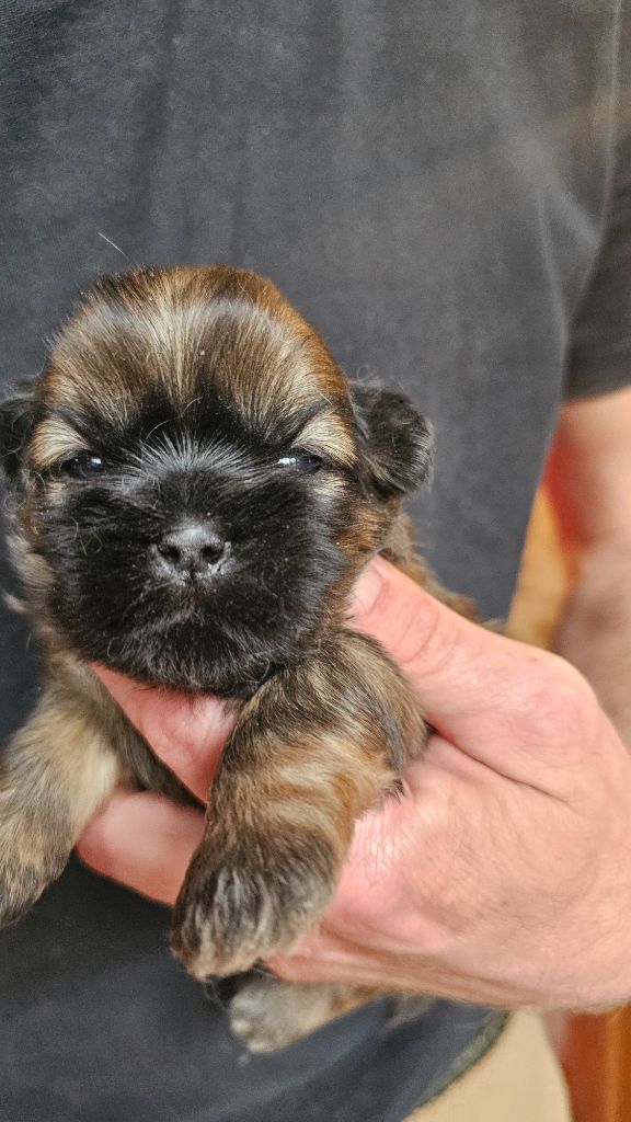 du Moulin de Bonneval - Chiot disponible  - Shih Tzu