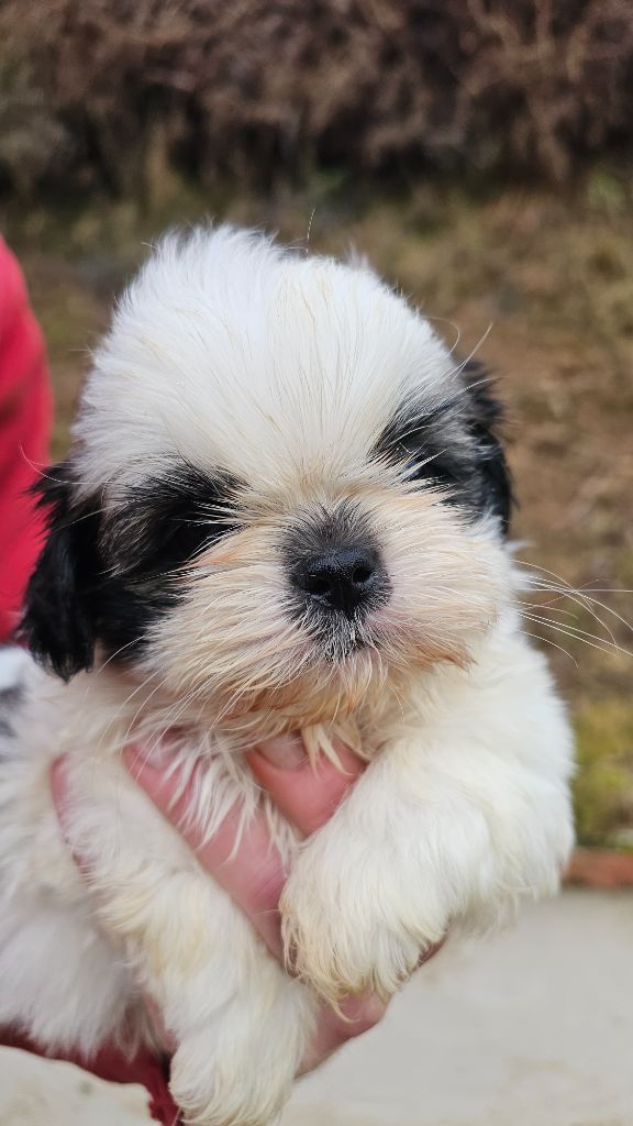 du Moulin de Bonneval - Chiot disponible  - Shih Tzu