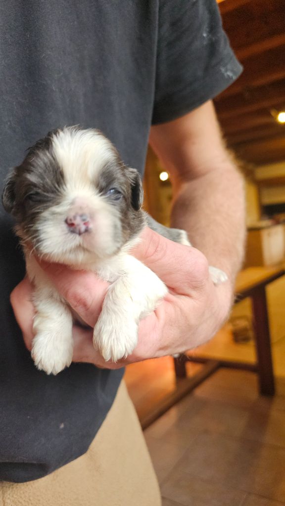 du Moulin de Bonneval - Chiot disponible  - Shih Tzu