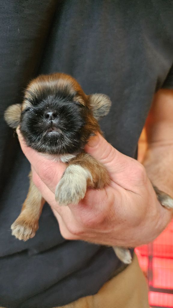 du Moulin de Bonneval - Chiot disponible  - Shih Tzu