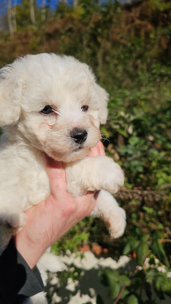 du Moulin de Bonneval - Chiot disponible  - Bichon Frise