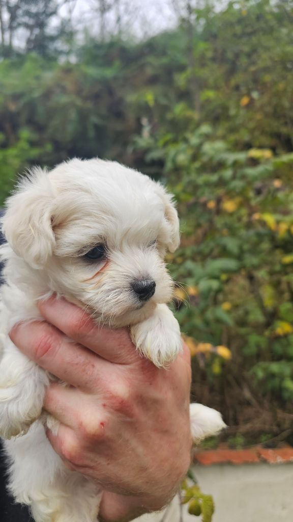 du Moulin de Bonneval - Chiot disponible  - Bichon maltais