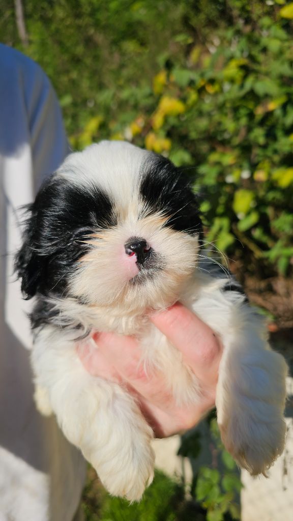 du Moulin de Bonneval - Chiot disponible  - Shih Tzu