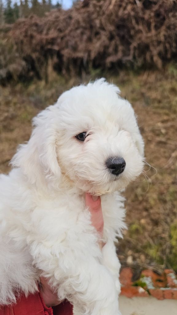 du Moulin de Bonneval - Chiot disponible  - Bichon Frise