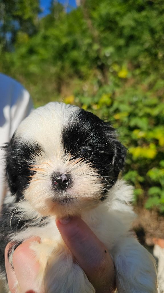 du Moulin de Bonneval - Chiot disponible  - Shih Tzu