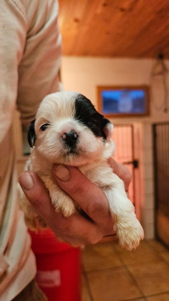 du Moulin de Bonneval - Chiot disponible  - Shih Tzu