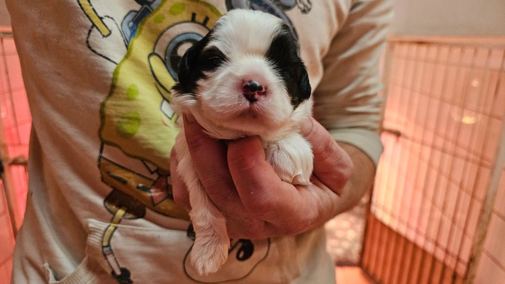 du Moulin de Bonneval - Chiot disponible  - Shih Tzu