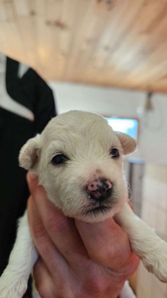 du Moulin de Bonneval - Chiot disponible  - Bichon Frise