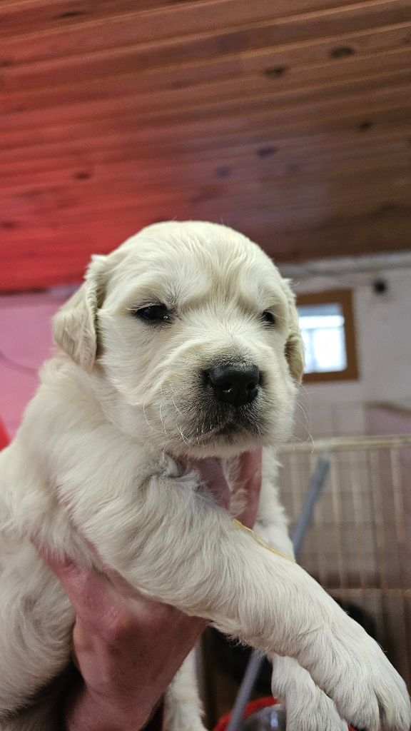 du Moulin de Bonneval - Chiot disponible  - Golden Retriever