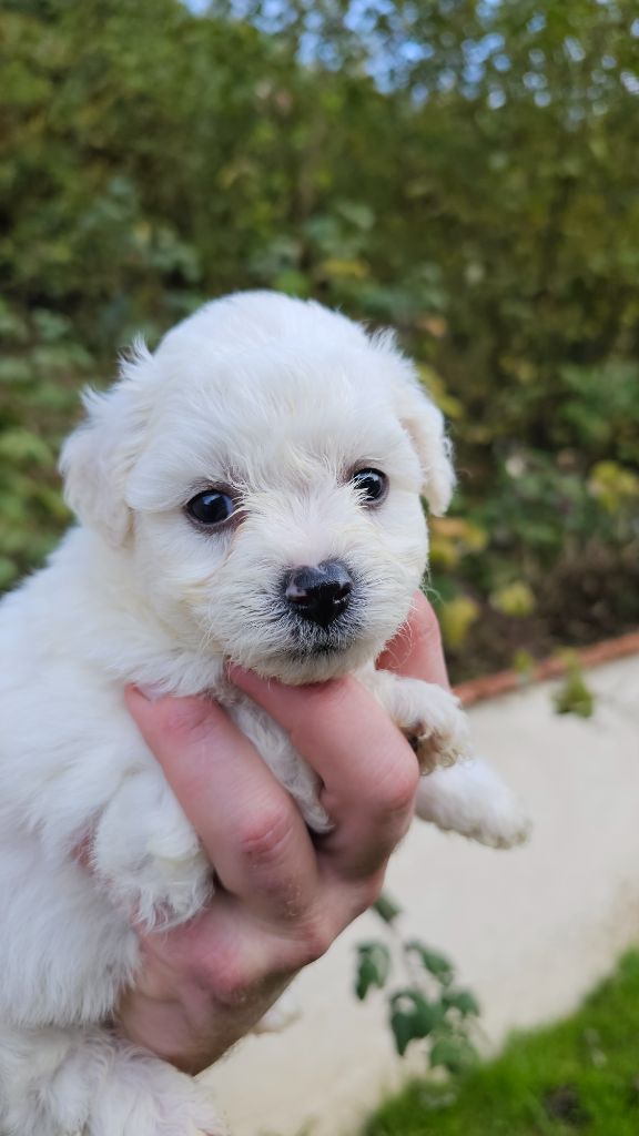 du Moulin de Bonneval - Chiot disponible  - Bichon Frise