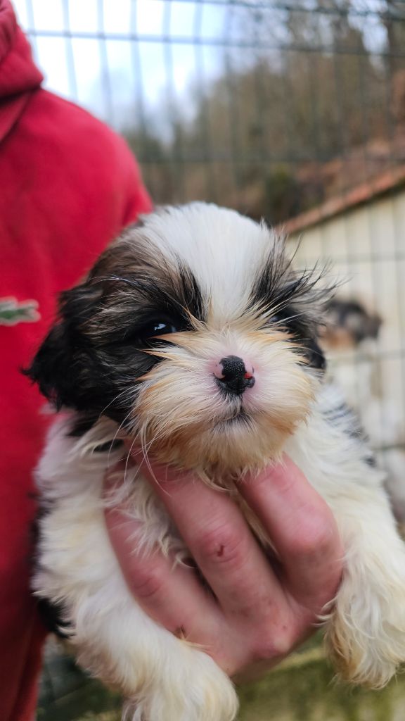 du Moulin de Bonneval - Chiot disponible  - Shih Tzu