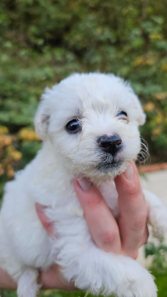 du Moulin de Bonneval - Chiot disponible  - Bichon Frise