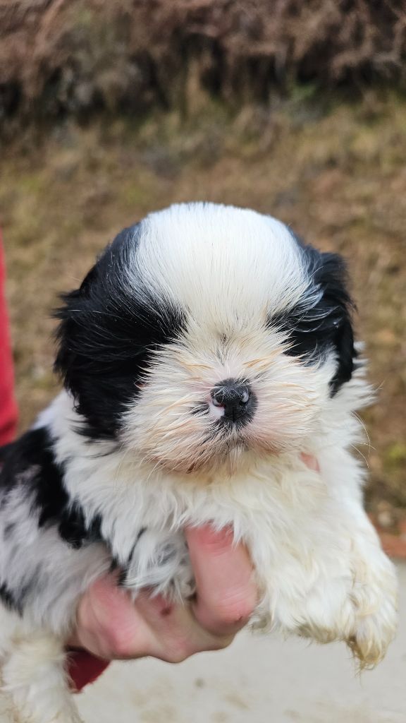 du Moulin de Bonneval - Chiot disponible  - Shih Tzu