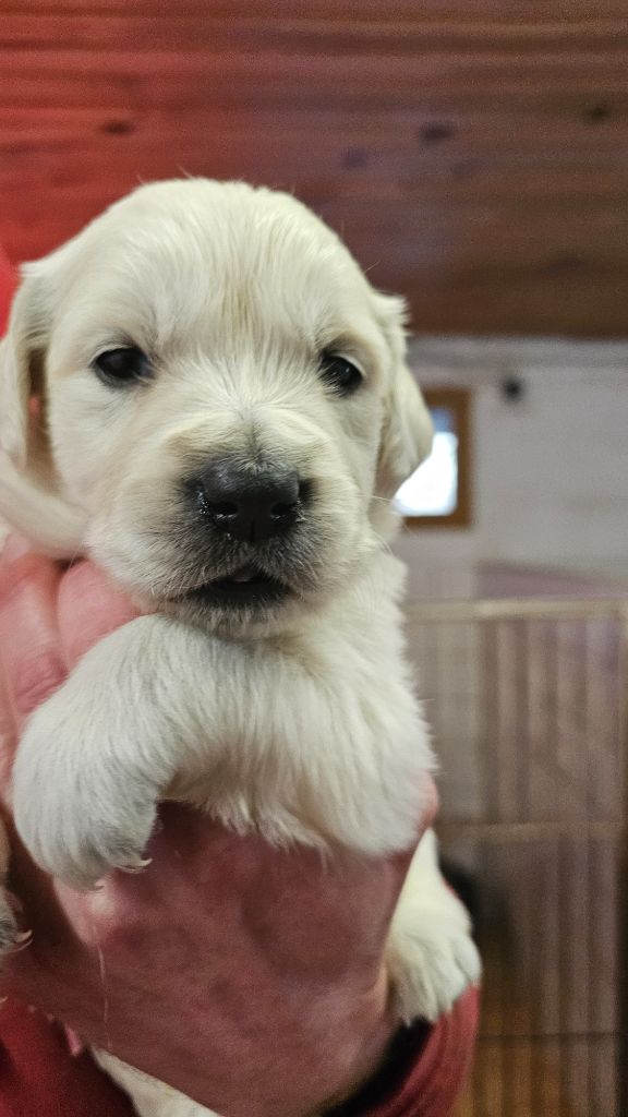 du Moulin de Bonneval - Chiot disponible  - Golden Retriever