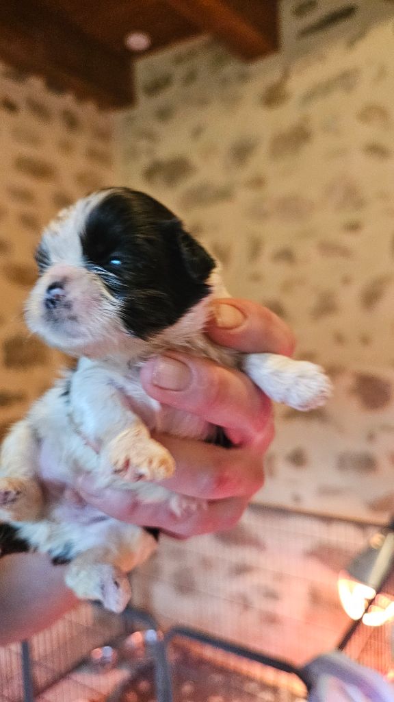 du Moulin de Bonneval - Chiot disponible  - Shih Tzu