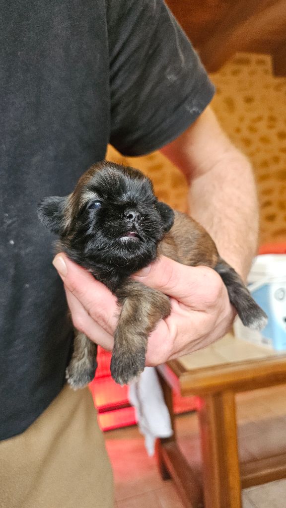 du Moulin de Bonneval - Chiot disponible  - Shih Tzu