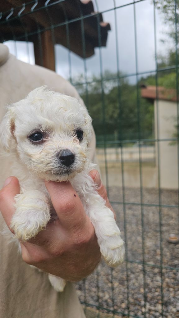 du Moulin de Bonneval - Chiot disponible  - Bichon Frise